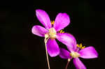 Largeflower fameflower